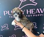 Small Photo #2 Havanese Puppy For Sale in LAS VEGAS, NV, USA