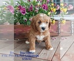 Puppy Beau Goldendoodle (Miniature)