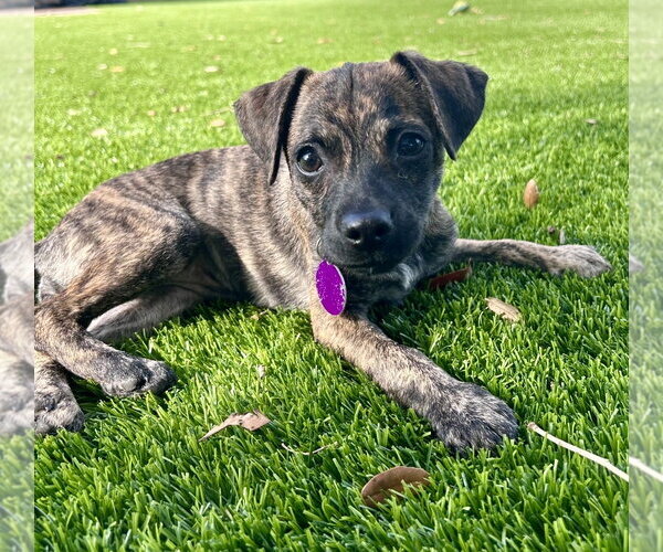 Medium Photo #5 Black Mouth Cur-Dachshund Mix Puppy For Sale in Royal Palm Beach, FL, USA