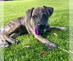 Small #4 Black Mouth Cur-Dachshund Mix