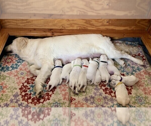 Medium Photo #3 English Cream Golden Retriever Puppy For Sale in MARSHFIELD, WI, USA