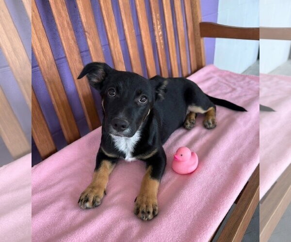 Medium Photo #2 Dachshund-Unknown Mix Puppy For Sale in Genesee, WI, USA