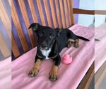 Small #1 Dachshund Mix
