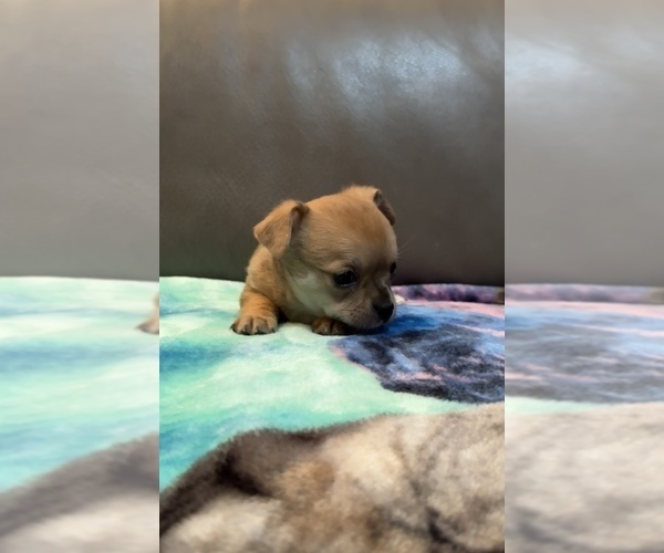 Medium Photo #5 Chihuahua Puppy For Sale in TWINING, MI, USA