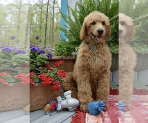 Poodle (Standard) Dogs for adoption in SCOTTSVILLE, VA, USA