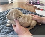 Small Photo #2 Goldendoodle Puppy For Sale in WAXAHACHIE, TX, USA