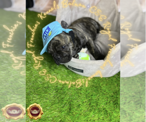 French Bulldog Puppy for sale in ATHENS, GA, USA