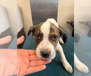 Pointer-Unknown Mix Dogs for adoption in Mobile, AL, USA