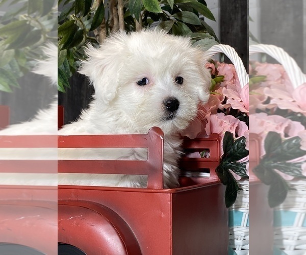 Medium Photo #3 Havaton Puppy For Sale in CANOGA, NY, USA