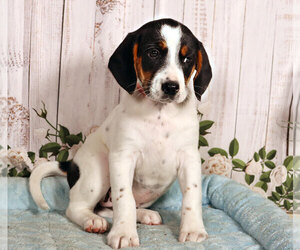 Labbe Puppy for sale in PENNS CREEK, PA, USA