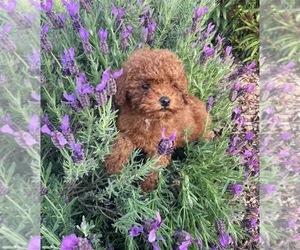 Poodle (Toy) Puppy for Sale in CHINO HILLS, California USA