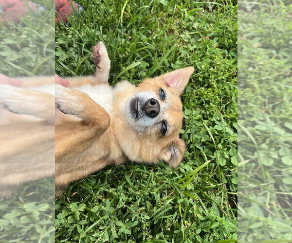 Medium Photo #1 Pomeranian-Unknown Mix Puppy For Sale in Elmsford, NY, USA