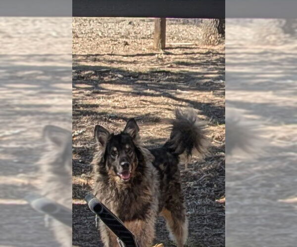 Medium Photo #1 German Shepherd Dog-Unknown Mix Puppy For Sale in Orange Grove, TX, USA