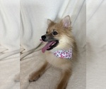 Small #2 Pomeranian