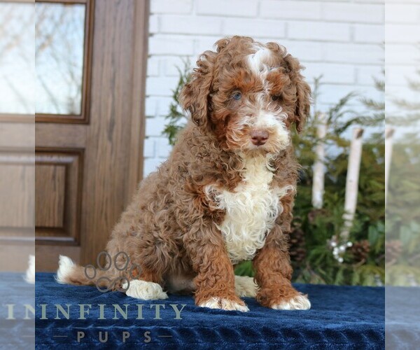 Medium Photo #3 Bernedoodle (Miniature) Puppy For Sale in NARVON, PA, USA