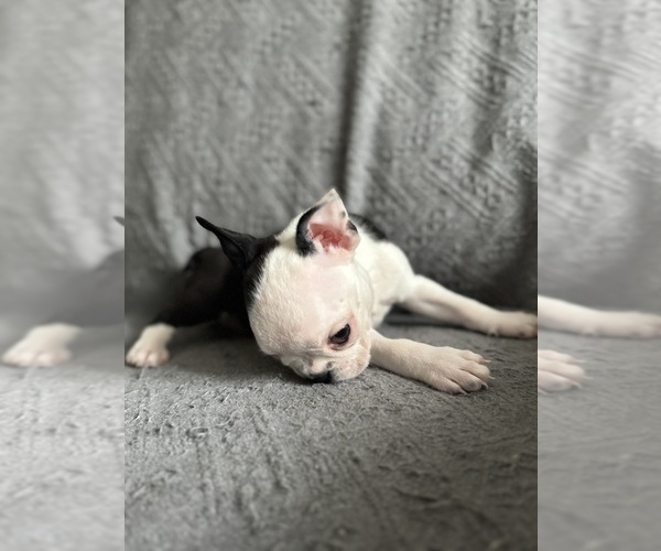 Medium Photo #3 Boston Terrier Puppy For Sale in BRIDGEWATER, NJ, USA