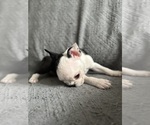Small #2 Boston Terrier