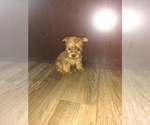 Small Photo #10 Yorkshire Terrier Puppy For Sale in LAPEER, MI, USA