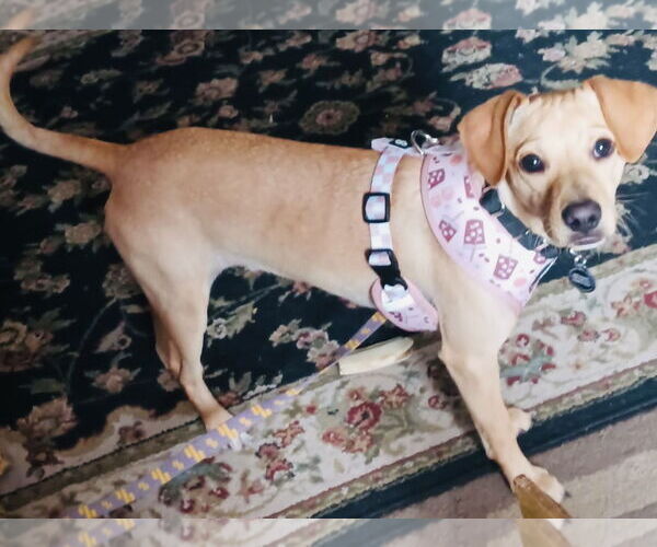 Medium Photo #6 Jack Russell Terrier-Labrador Retriever Mix Puppy For Sale in Princeton, MN, USA