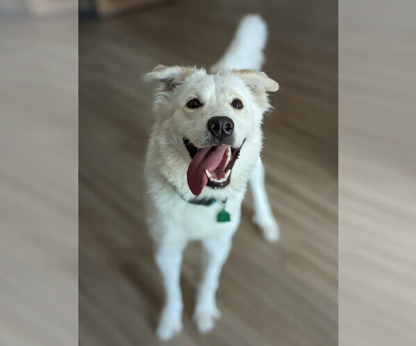 Medium Photo #12 Great Pyrenees-Unknown Mix Puppy For Sale in Dallas, TX, USA