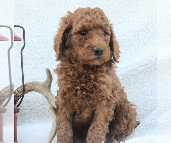 Medium Photo #5 Poodle (Standard) Puppy For Sale in EAST EARL, PA, USA