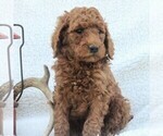 Small Photo #5 Poodle (Standard) Puppy For Sale in EAST EARL, PA, USA