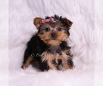 Small Photo #99 Yorkshire Terrier Puppy For Sale in WARSAW, IN, USA