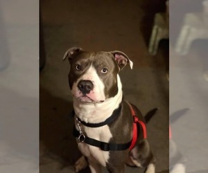 American Pit Bull Terrier-Unknown Mix Puppy for sale in BRODERICK, CA, USA