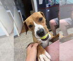 Small #5 Beagle Mix