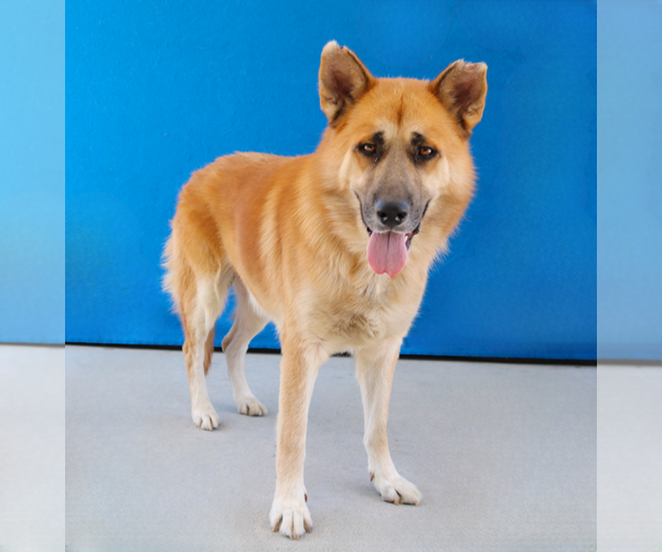 Medium Photo #2 German Shepherd Dog-Unknown Mix Puppy For Sale in Pasadena, CA, USA