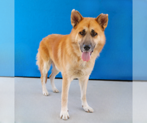 PRINCIPE - Male German Shepherd Dog-Unknown Mix Dog for Adoption - Photo #2
