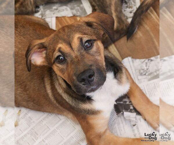 Medium Photo #5 Mutt Puppy For Sale in Washington, DC, USA