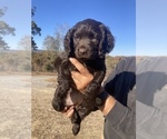 Small Photo #7 Boykin Spaniel Puppy For Sale in FLINTSTONE, GA, USA