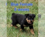 Puppy Blue Female Rottweiler
