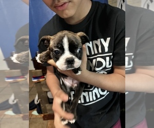 Boston Terrier Puppy for sale in LEMOORE, CA, USA