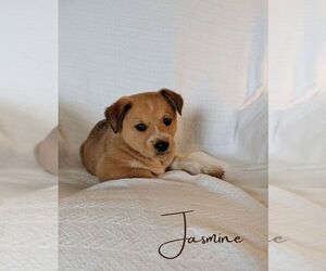 Australian Cattle Dog-Catahoula Leopard Dog Mix Puppy for sale in BARRY, TX, USA