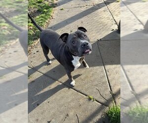 American Pit Bull Terrier Dogs for adoption in Oakdale, CA, USA