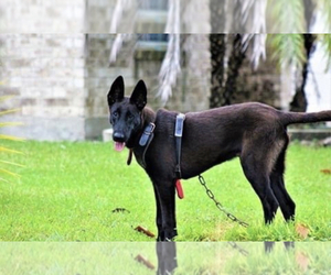 Father of the Belgian Malinois puppies born on 02/08/2022