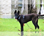 Small Photo #1 Belgian Malinois Puppy For Sale in BAKERSFIELD, CA, USA