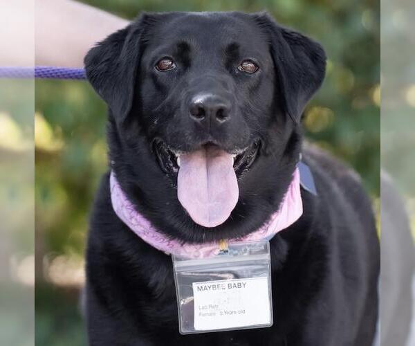 Medium Photo #3 Labrador Retriever-Unknown Mix Puppy For Sale in San Diego, CA, USA