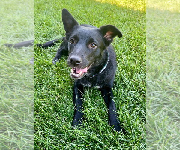 Medium Photo #4 Border Collie-Unknown Mix Puppy For Sale in Salt Lake City, UT, USA