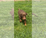 Small #1 Doberman Pinscher