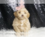 Small #3 Goldendoodle (Miniature)