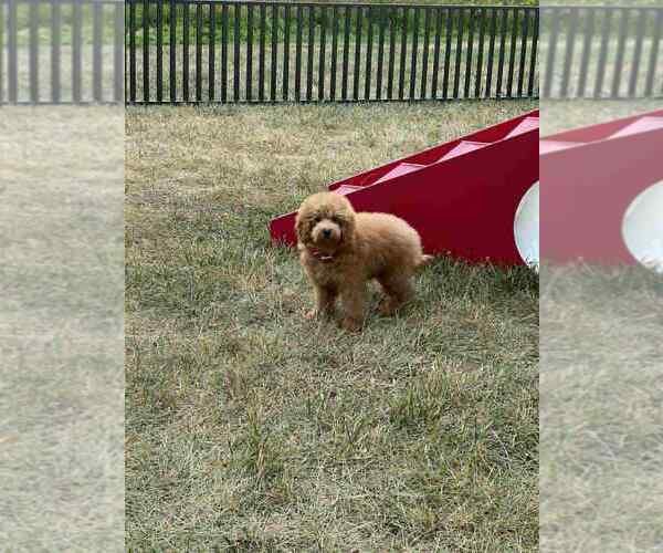 Medium Photo #2 Maltipoo Puppy For Sale in WARSAW, IN, USA