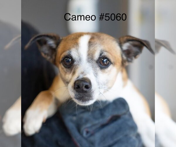 Medium Photo #6 Jack Chi Puppy For Sale in Studio City, CA, USA