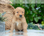 Small Photo #14 Golden Retriever Puppy For Sale in WOLCOTTVILLE, IN, USA