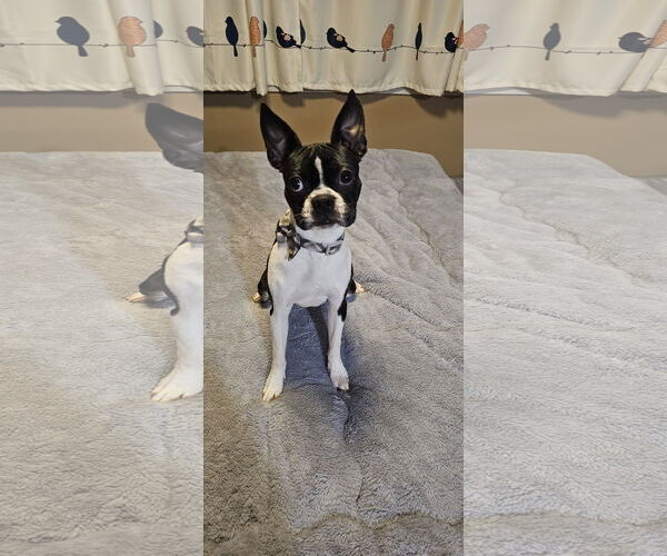 Medium Photo #2 Boston Terrier-Unknown Mix Puppy For Sale in Oakhurst, NJ, USA