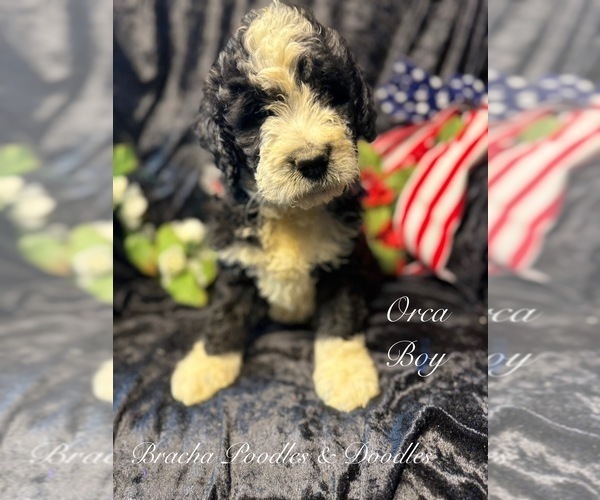 Medium Photo #6 Golden Mountain Doodle  Puppy For Sale in SAINT CLOUD, MN, USA