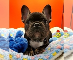French Bulldog Puppy for sale in BOSTON, KY, USA