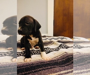 Dogo Argentino-Vizsla Mix Puppy for sale in WILLAMINA, OR, USA